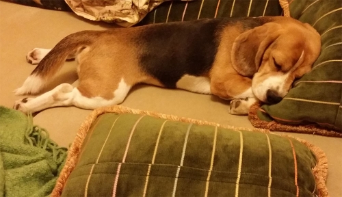 beagle1