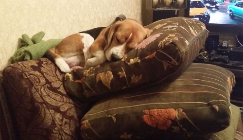 beagle2