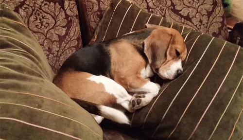 beagle4