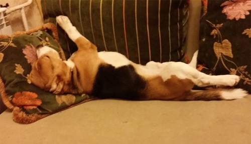 beagle5